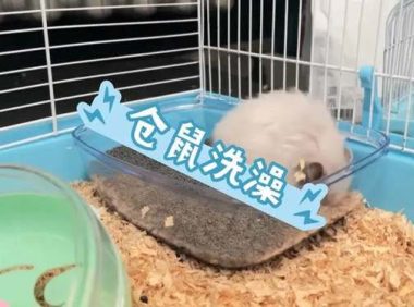仓鼠可以用水洗澡吗