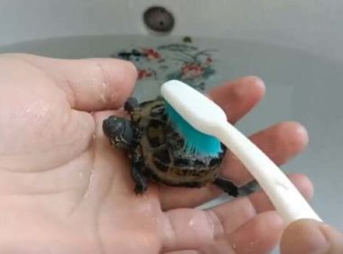 给乌龟刷壳它啥感受