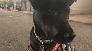 准备洗澡爱犬突然吼叫 浴室玻璃爆裂救主人一命