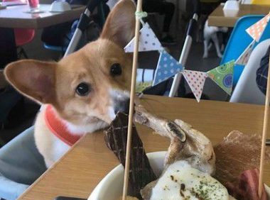 柯基庆生玩太疯好累 洗澡时竟然躺成一直线