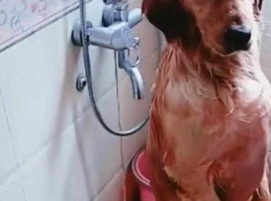 金毛在浴室洗澡,主人接电话忘记这茬,想起后跑过去看到眼前这幕