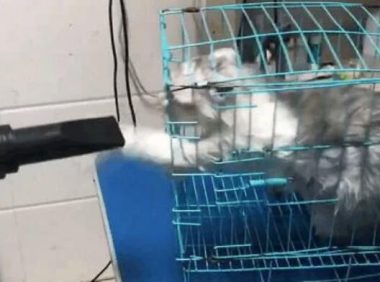 带猫咪去宠物店洗澡, 洗到一半老板郁闷了: 这只猫必须加钱