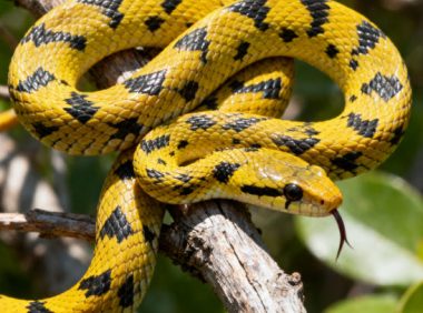 爬宠肿瘤：良性还是恶性？就医指南