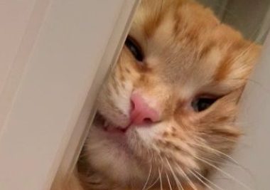 黏人猫咪想陪马麻洗澡 脸都挤歪了也要进浴室