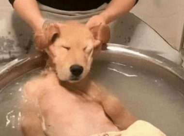 金毛享受按摩, 不给按摩就不洗澡, 主人也无可奈何!