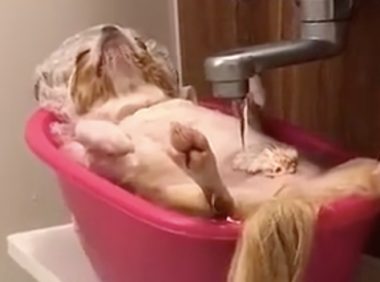 狗狗躺在洗澡盆中泡浴，自来水龙头一直从上边渗水，看上去好舒服呀！