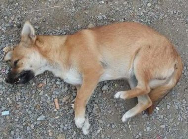 小狗口吐白沫抽搐怎么回事