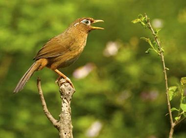 画眉鸟不叫怎么办，方法都在这儿