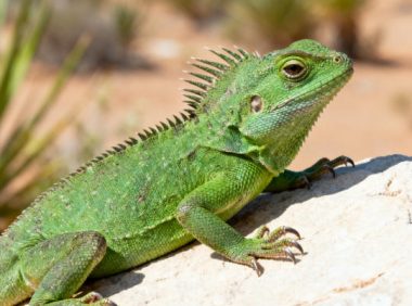 爬宠专用益生菌的使用指南