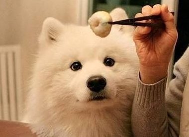 主人一撕开一袋零食,狗子立马跑出来,真是个没有感情的吃饭机器