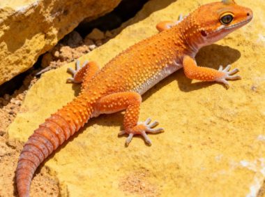 蜥蜴维生素A缺乏症：眼疾与皮肤问题