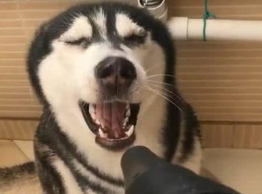 主人给二哈洗澡吹风, 二哈瞬间变成表情包, 二哈: 根本停不下来