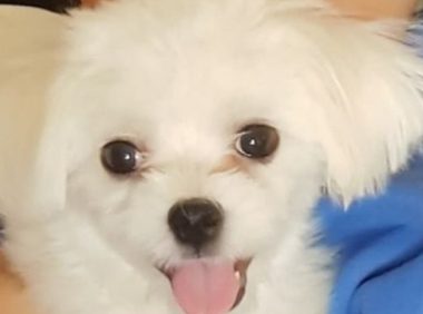 第一次在家里洗澡，小喵汪站起靠墙满身颤抖，惹人怜香惜玉