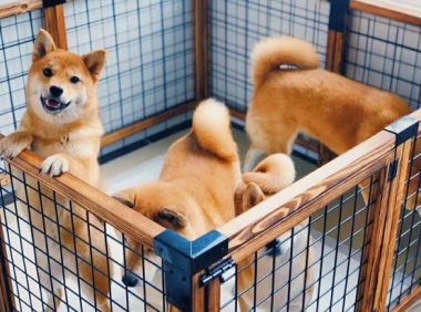 宠物上门洗澡 | 上门给“汪星人”洗澡 撬动宠物O2O市场