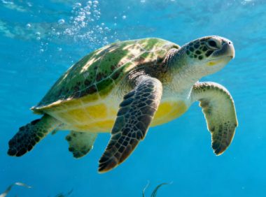 龟类浮萍、水草的安全性分析