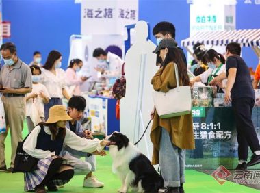 萌宠来袭！第五届中国昆明东盟宠物博览会人气高涨