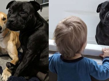 比特犬每天晚上固定不动消退!邻居却传来小狗浴照,主人家愣住:它超恨洗澡