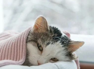 猫贫血症:原因、症状和治疗