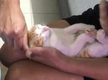 爷爷教儿子给新生儿洗澡，猫咪竟奉献演技，这是什么神操作？