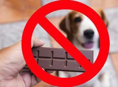 狗为什么不能吃巧克力