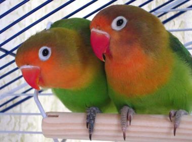 牡丹鹦鹉寿命有多长,你还能陪我多久?