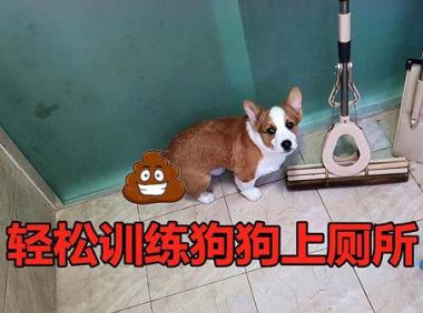 怎么训练幼犬大小便?