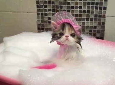 猫多大可以洗第一次澡