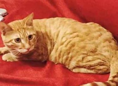 在邻居家买回一只猫，回到家它却自己洗澡