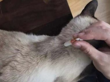 猫驱虫多久一次 体内体外