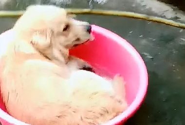 金毛卧躺在洗澡桶里，遭受了主人不法看待，确是一脸欢呼雀跃