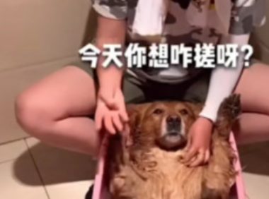 网友给金毛洗澡，就在水里放下一物，金毛立马就跳了起来
