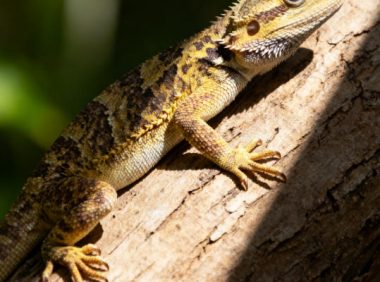 爬寵急救箱里應該常備什么?