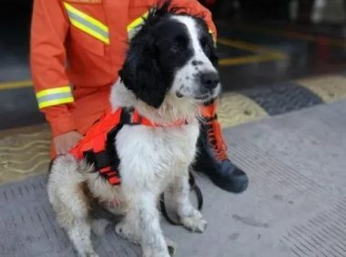 14岁狗狗去宠物店洗澡,得知狗身份后…