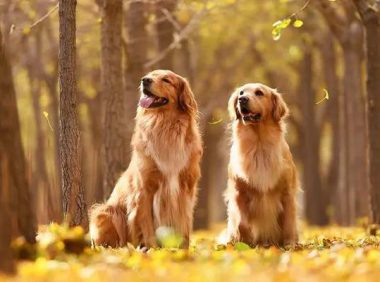 金毛犬一生中,6个必经阶段