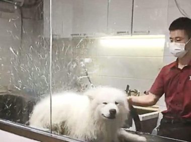 铲屎官带着萨摩耶去洗澡, 吹毛的时候突然感受到了一阵恶寒
