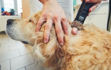 狗狗身上的肿块：什么情况下需要关注