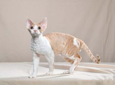 德文卷毛猫掉毛吗