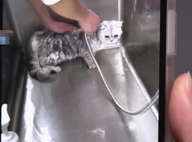民生热点丨女子带宠物猫去洗澡,猫咪却意外死在烘干箱里