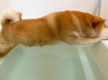 柴犬不愿洗澡，在浴缸苦苦支撑，网友：“腰力真好”