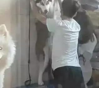 哈士奇洗澡太闹腾，被强摁在墙上，萨摩耶笑到：被壁咚了