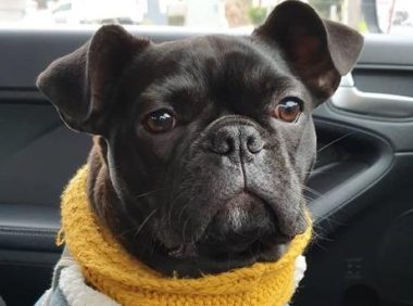 狗狗误以为打火机是零食,一口咬下去。。。