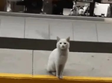 女子路遇流浪猫，不料猫咪十分通人性，带女子到零食区