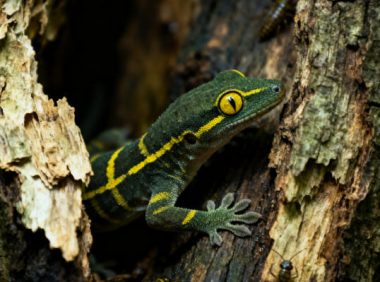 睫角守宫饲养误区：你踩坑了吗？