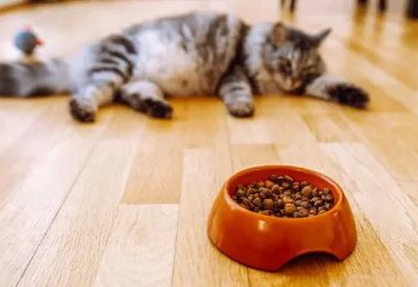 猫咪不吃东西是什么原因？七大常见原因及解决方法
