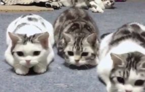三只猫看到零食“神同步”，后面的猫淡定注视：大佬风范不能乱