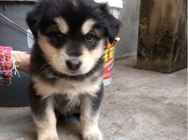 小奶狗出現在垃圾桶旁,洗洗澡后,小家伙长相立刻提高一个级别