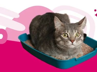 猫咪便秘：原因、症状和治疗方法