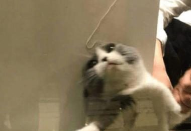 送猫咪去洗澡,进去5分钟听到一声惨叫,主人隔着玻璃笑到扶墙