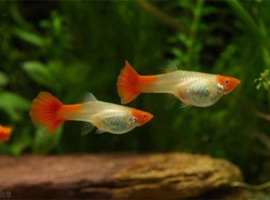 孔雀鱼水温多少度合适？