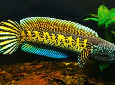 雷龙鱼养护措施